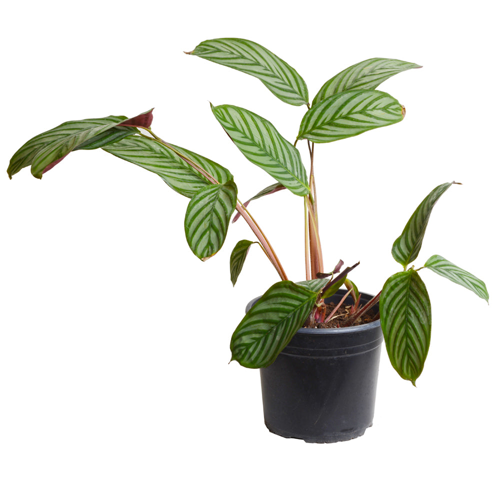 Calathea Setosa – Vivero Las Higueras