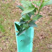 Protector de Arboles
