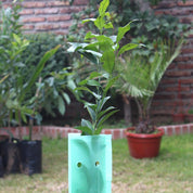 Protector de Arboles