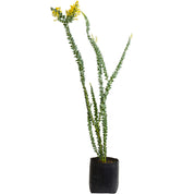Acacia Cultriformis