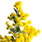 Acacia Cultriformis