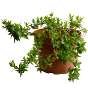 Abelia Grandiflora