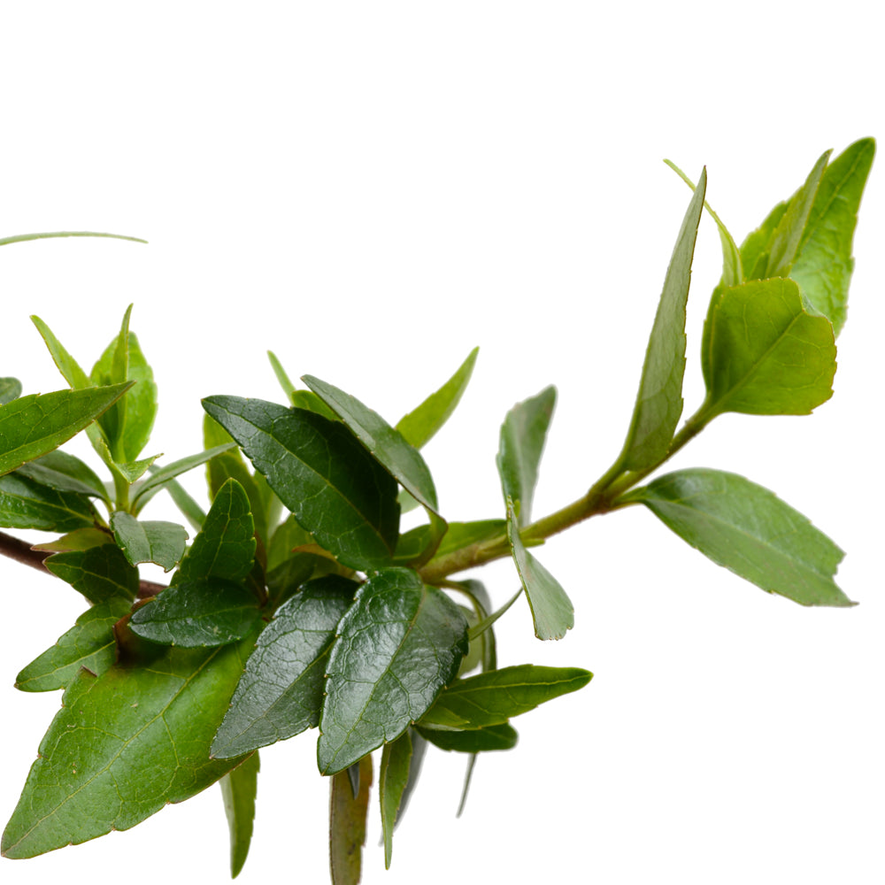 ARBABGRM26_1.jpg