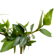 Abelia Grandiflora