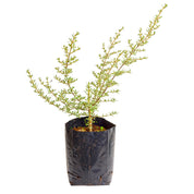 Coprosma Kirki