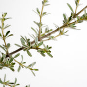 Coprosma Kirki