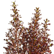 Coprosma Midnight Martini