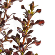 Coprosma Midnight Martini
