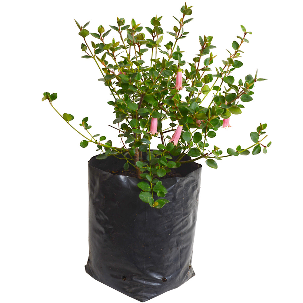 ARBCOPUB25X25_0.jpg