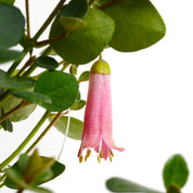 Correa Pulchella