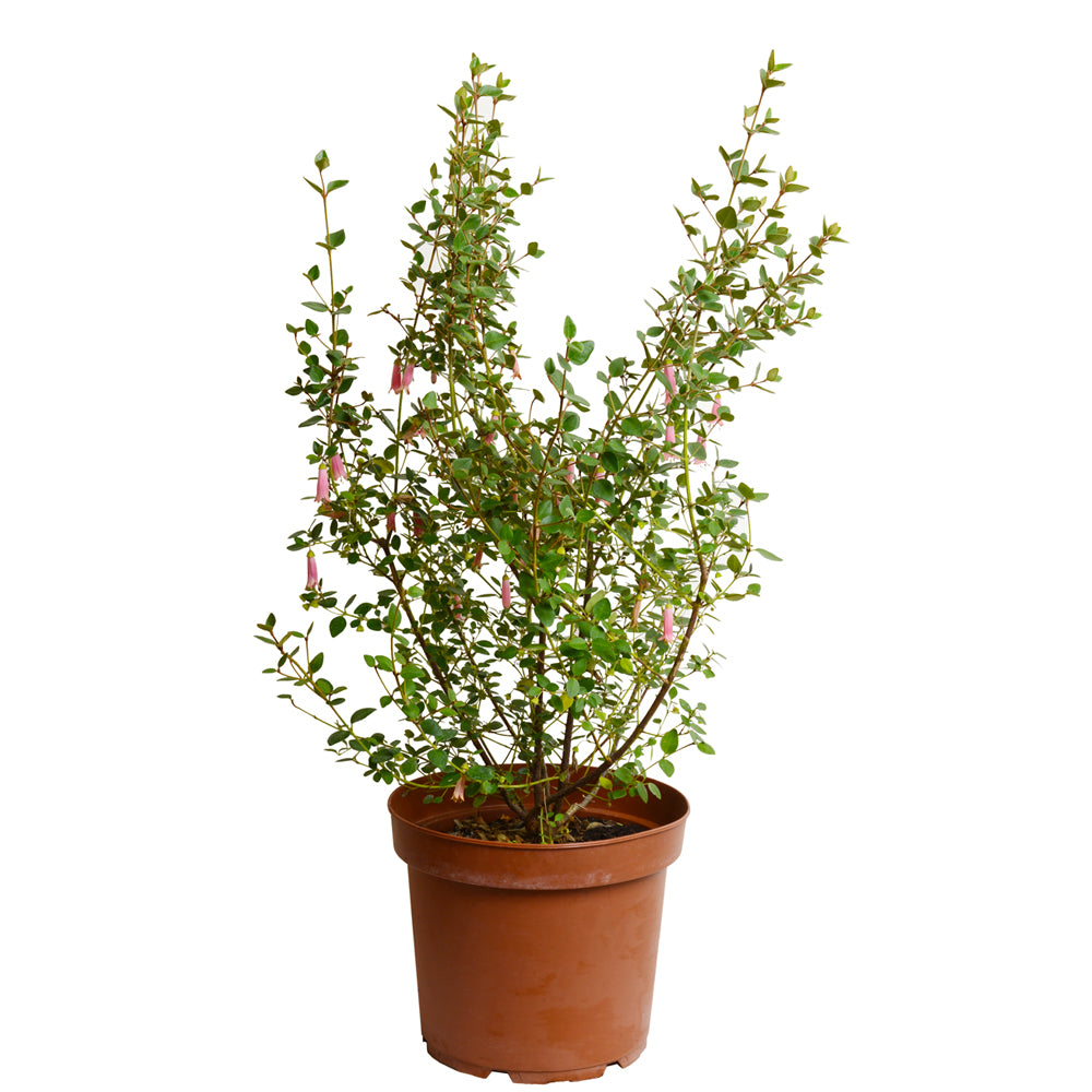 ARBCOPUM23_0.jpg