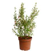 Correa Pulchella