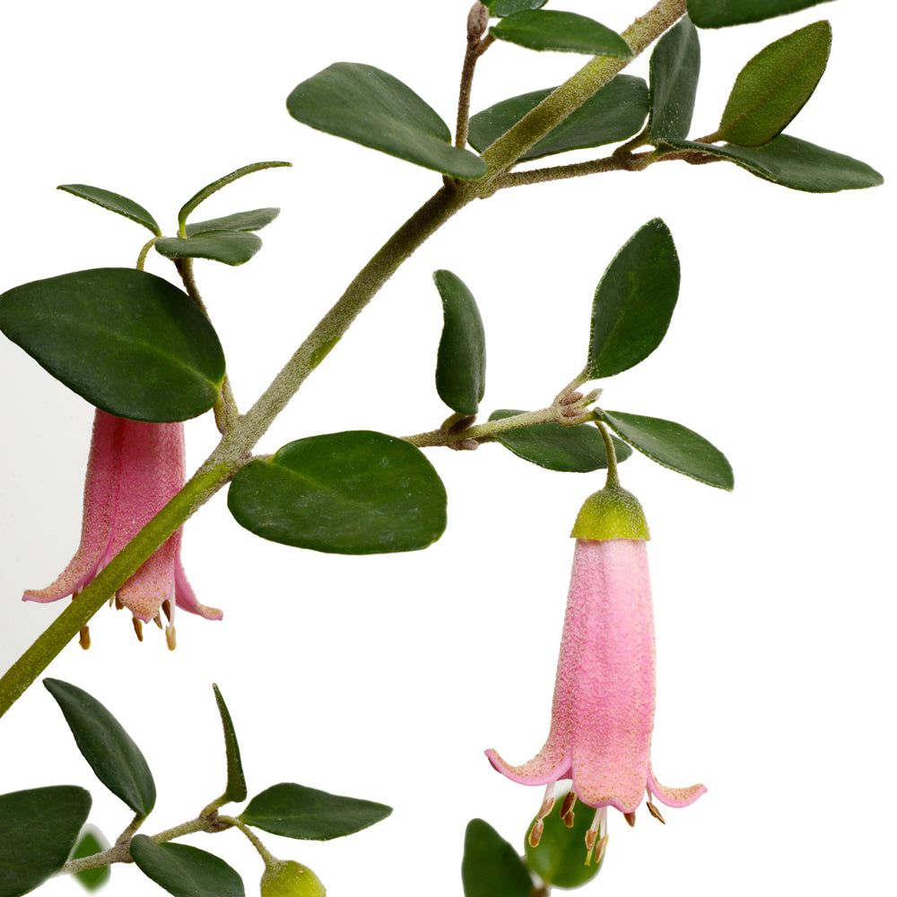 Correa Pulchella