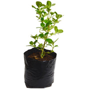 Coprosma Verde