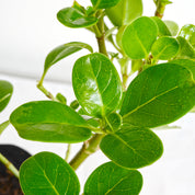 Coprosma Verde
