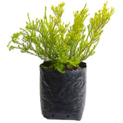 Diosma Coleonema