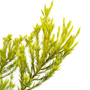 Diosma Coleonema