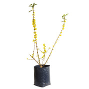 Forsythia