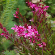 Gaura Rosada