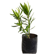 Laurel De Flor Blanco