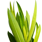 Laurel De Flor Blanco