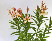 Laurel de Flor Enano