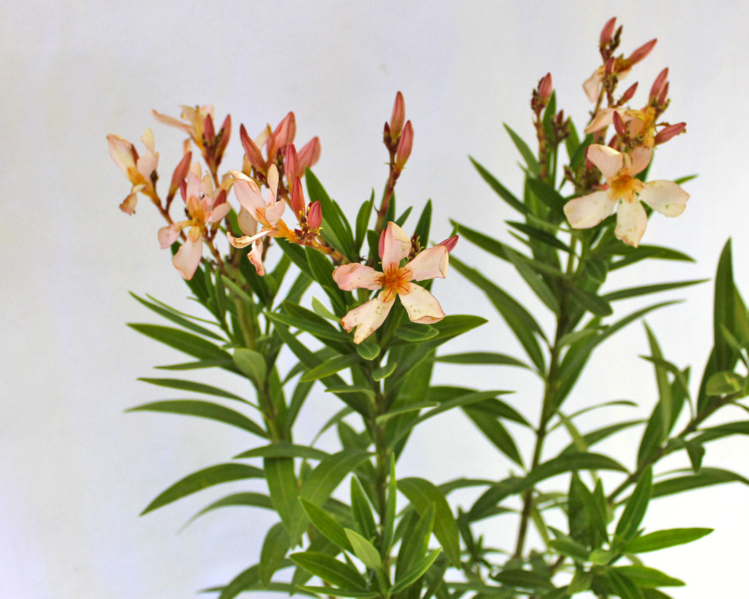Laurel de Flor Enano