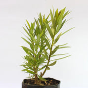 Laurel de Flor Enano