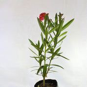 Laurel de Flor Rosado