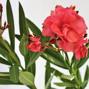Laurel de Flor Rosado