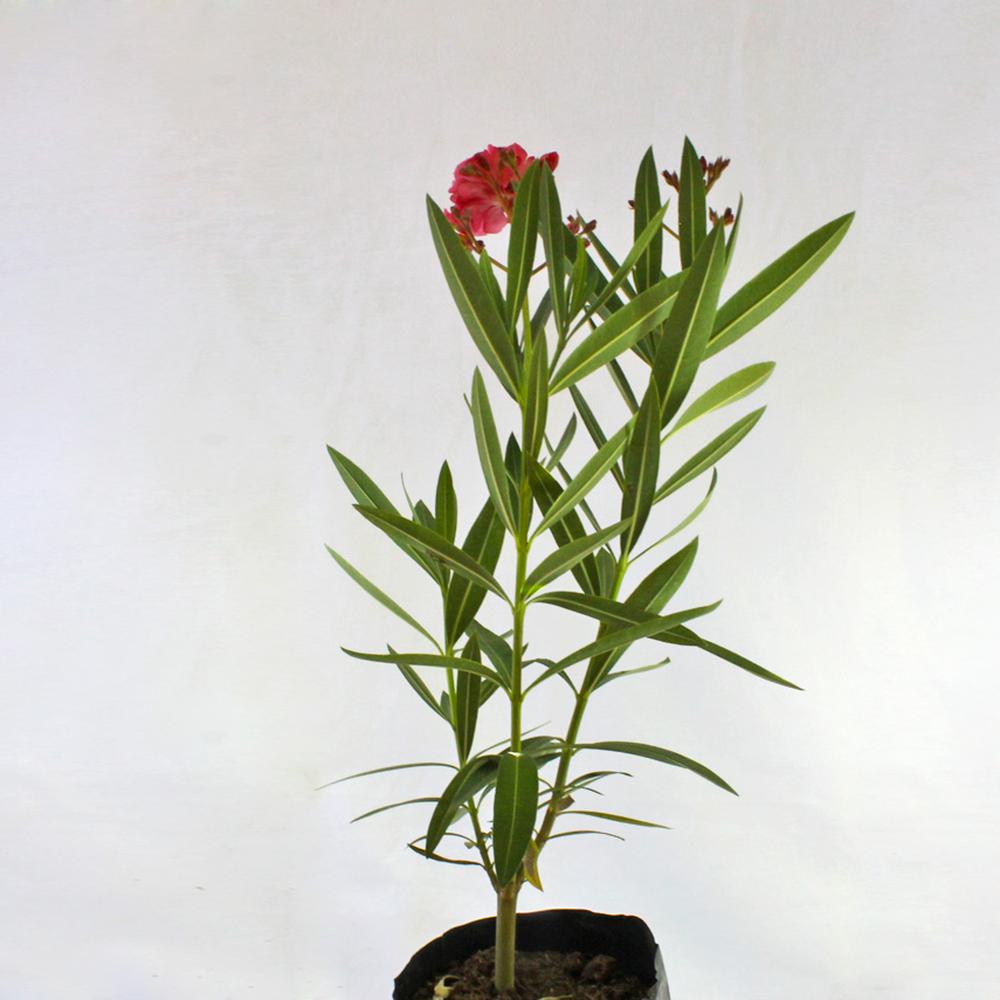 Laurel de Flor Rosado