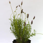 Lavanda Francesa