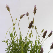 Lavanda Francesa