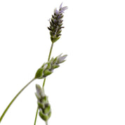 Lavanda Francesa