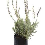 Lavanda Goodwin Creek