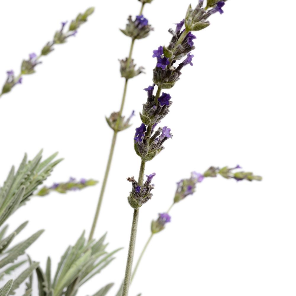 Lavanda Goodwin Creek