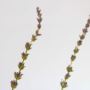 Lavanda Goodwin Creek