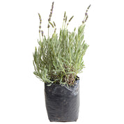 Lavanda Goodwin Creek