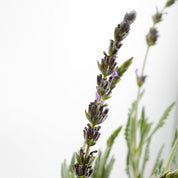 Lavanda Goodwin Creek