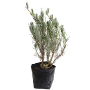 Lavanda Inglesa