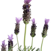 Lavanda Stoecha