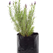 Lavanda Stoecha