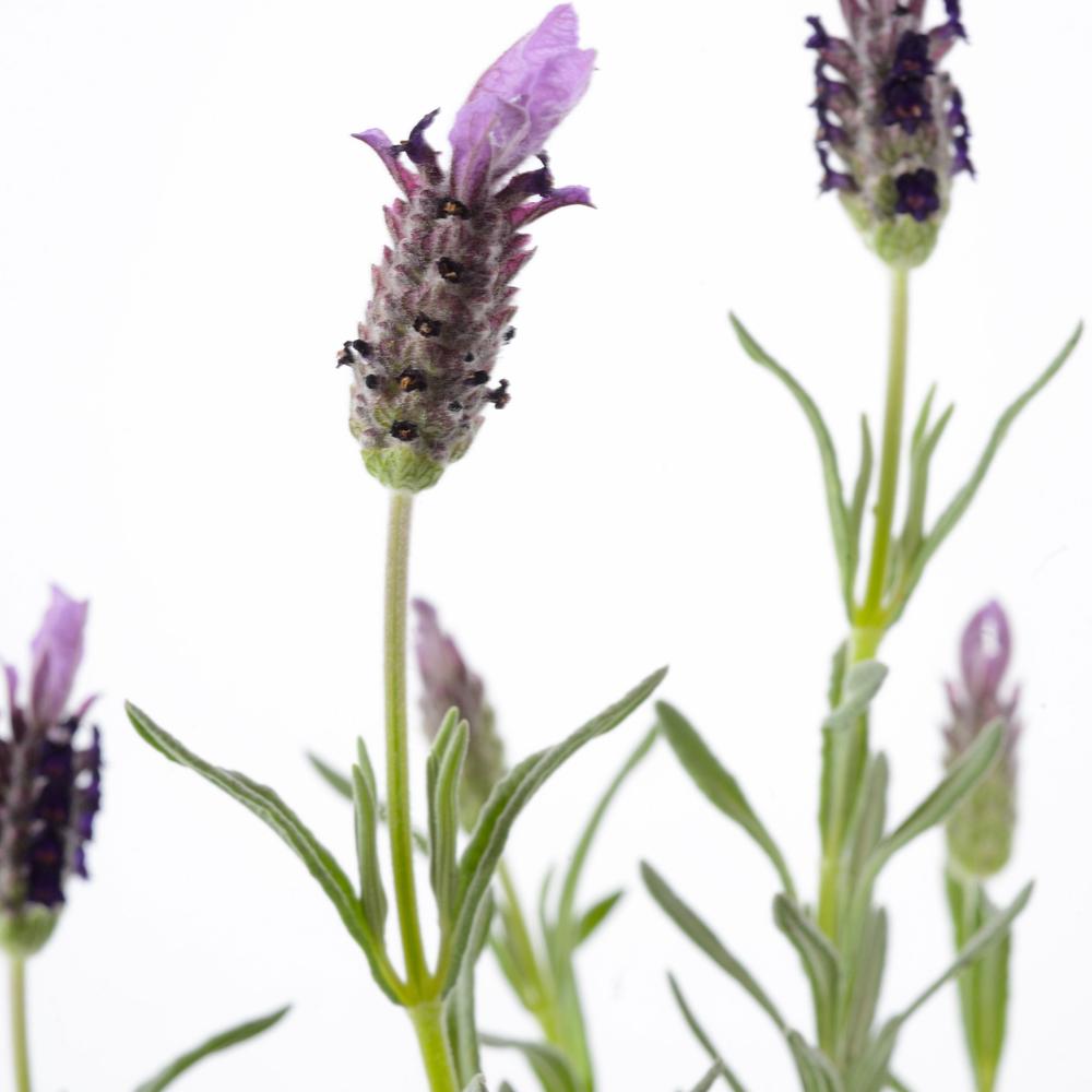 Lavanda Stoecha
