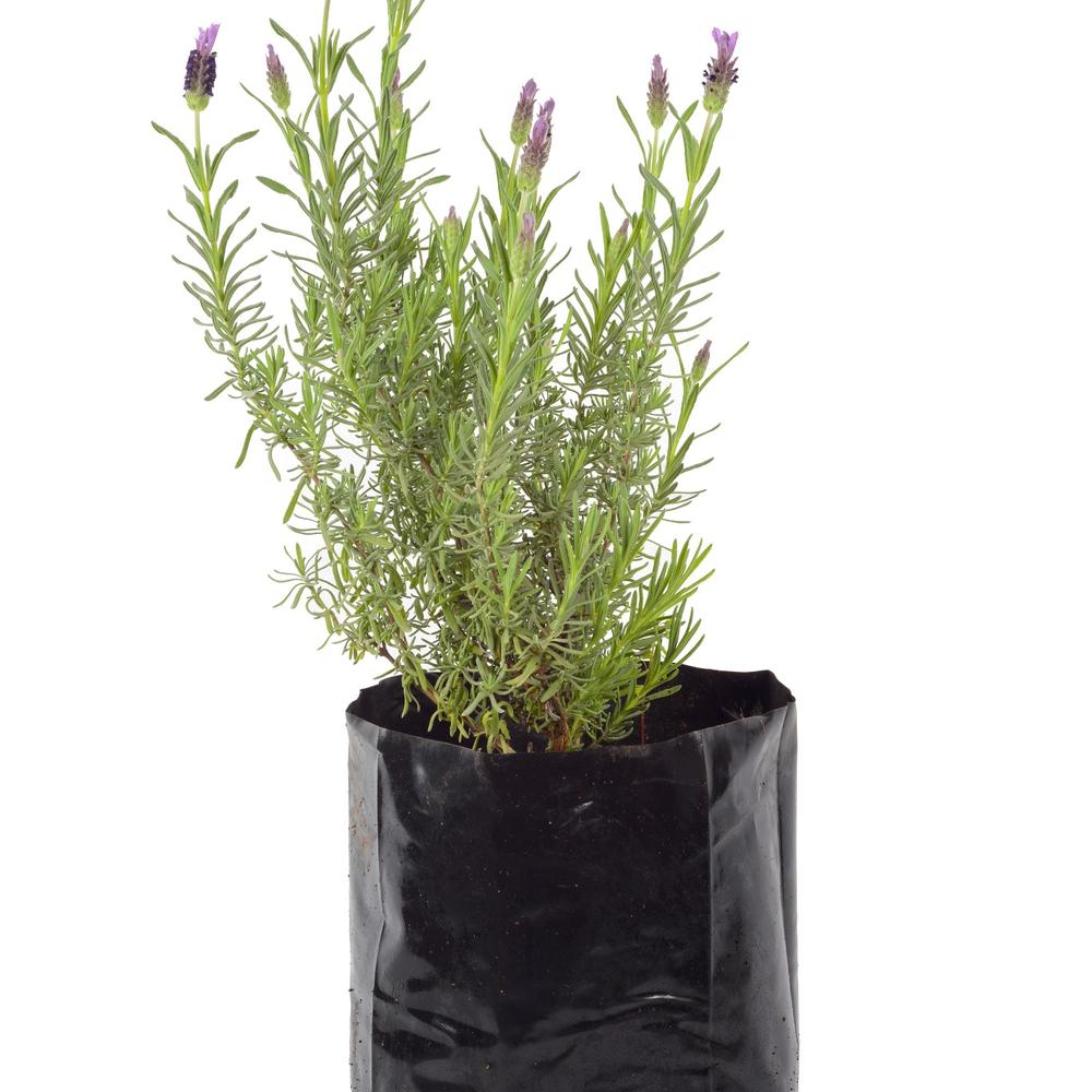 Lavanda Stoecha