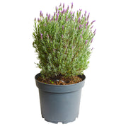 Lavanda Stoecha