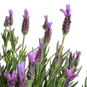 Lavanda Stoecha