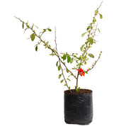 Membrillo De Flor