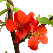 Membrillo De Flor
