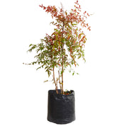 Nandina