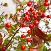 Nandina
